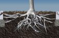 Rendering illustrating damaged pavement and tree failure from compacted soil without an urban root system in place.